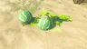Hydromelon