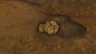 Big Hearty Truffle