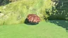 Razorshroom
