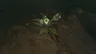 Brightbloom Seed