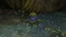 Bomb Flower