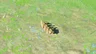 Bokoblin Horn