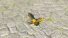 Boss Bokoblin Horn