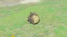 Moblin Horn