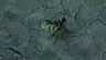 Stalnox Horn