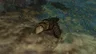 Obsidian Frox Fang