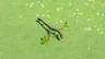 Tree Branch