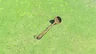 Soup Ladle