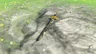 Royal Broadsword