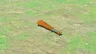 Sturdy Wooden Stick