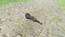 Gnarled Wooden Stick