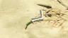 Lizal Boomerang
