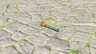Zonaite Sword