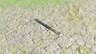 Traveler's Claymore