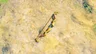 Gerudo Bow
