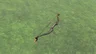 Phrenic Bow