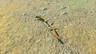 Spiked Boko Bow