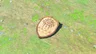 Old Wooden Shield