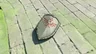 Knight's Shield