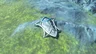 Zora Shield