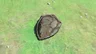 Rusty Shield
