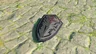 Royal Guard's Shield
