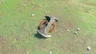 Lynel Shield
