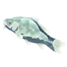 Frozen Carp
