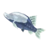 Frozen Cave Fish