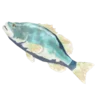 Frozen Hearty Bass