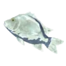 Frozen Porgy