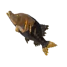 Roasted Cave Fish