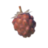 Roasted Wildberry