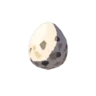 Bird Egg