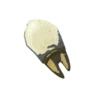 Bokoblin Fang