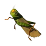 Restless Cricket