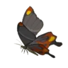 Smotherwing Butterfly