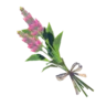 Warm Safflina