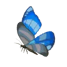 Winterwing Butterfly