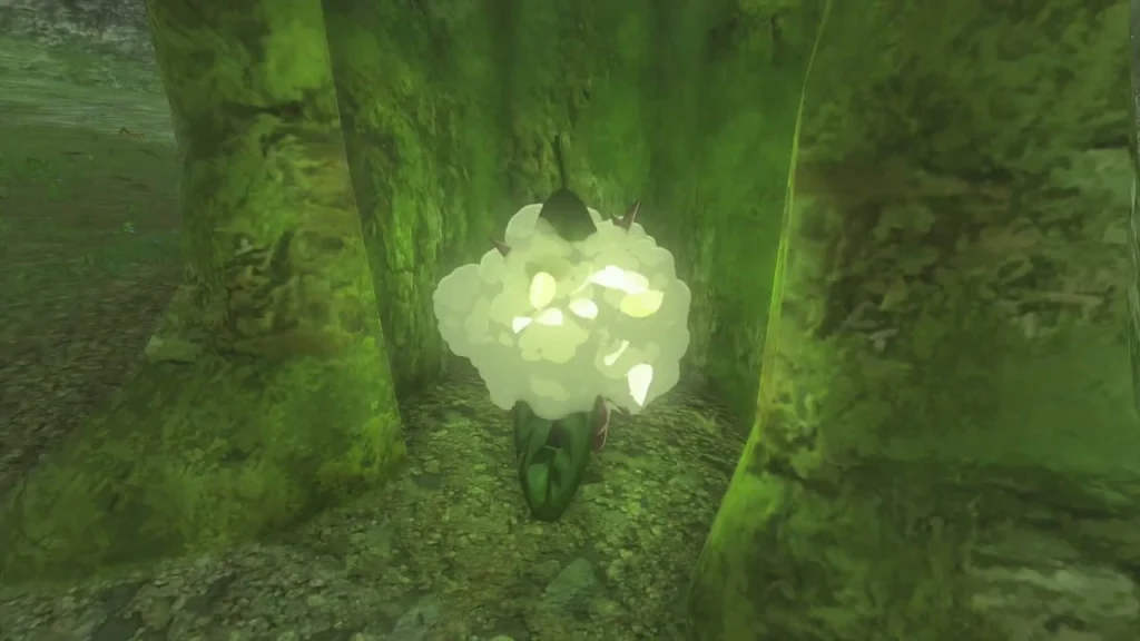 Large mossy tree with a boulder at its base hiding a Korok Large mossy tree with a boulder at its base hiding a Korok
