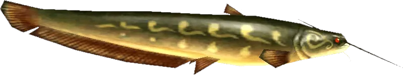 Ordon Catfish