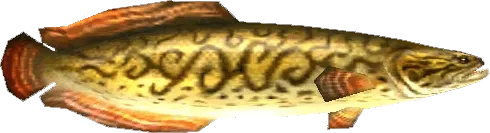 Hylian Loach